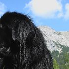 Barney der Neufundländer im Klausbachtal