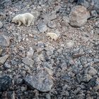 Barney Geröllheimer und seine Mamma