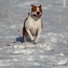 Barney im Schneespaß