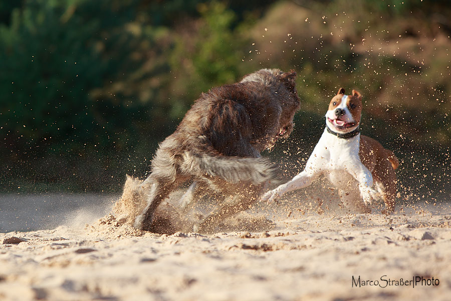 Barney im Spiel mit einem Wolfshund