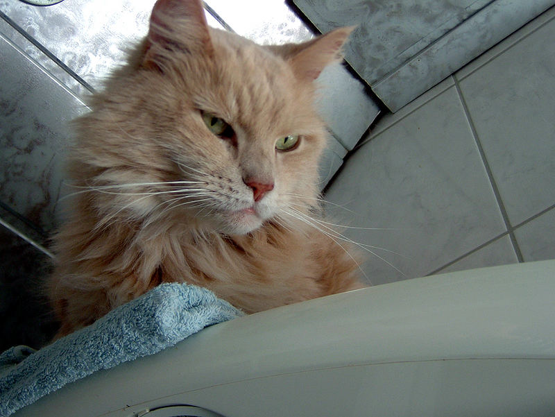 Barney in the bath 2