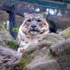 User Profile Photo