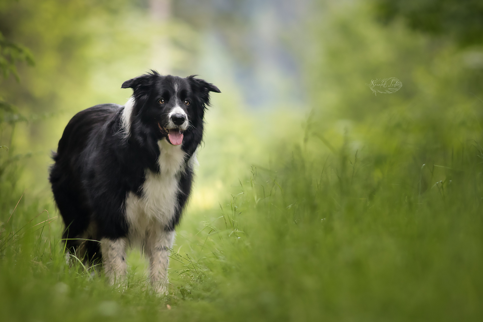 Barney the Border Collie 