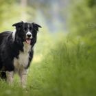 Barney the Border Collie 