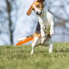 Barni the Beagle
