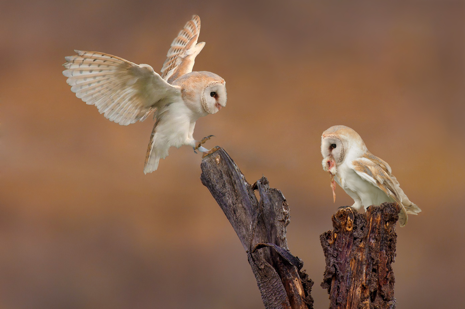 Barnowls