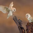 Barnowls