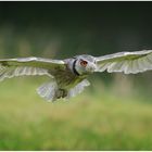 Barny - macht ne Fliegung