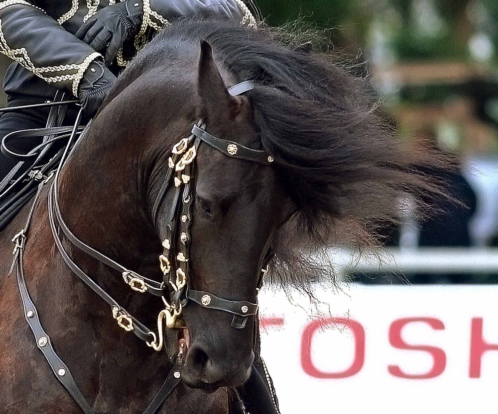 Barock Friese auf der Verdiana 2007