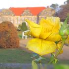 Barockgarten Blankenburg - letzte Rose