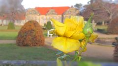 Barockgarten Blankenburg - letzte Rose