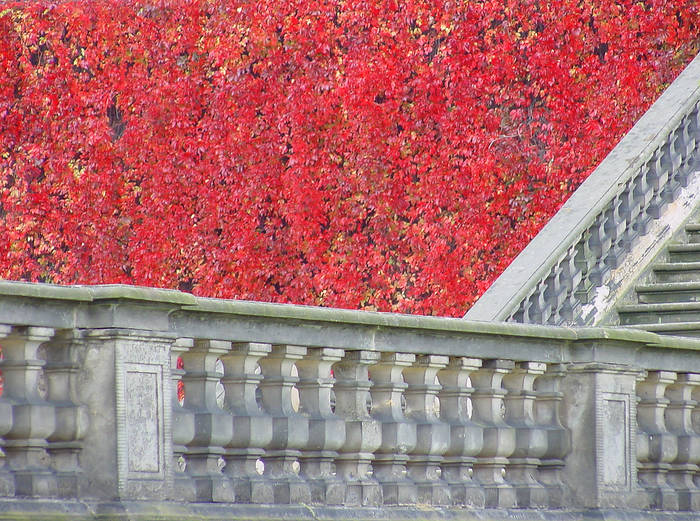 Barockgarten Großsedlitz - Wilder Wein im Herbst