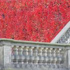 Barockgarten Großsedlitz - Wilder Wein im Herbst