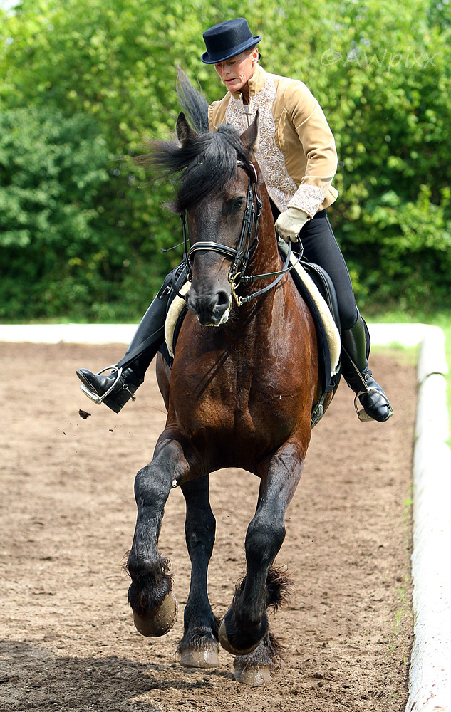 Barockreiten in Heimsheim 2010 No.3