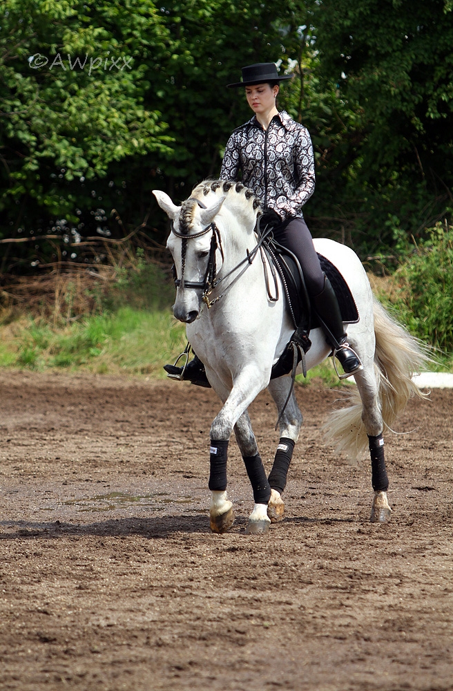 Barockreiten in Heimsheim 2010 No.4