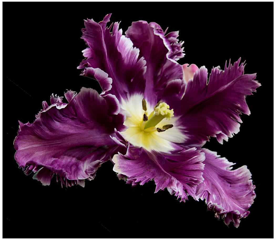 Barock_Tulpe