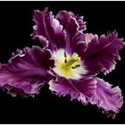 Barock_Tulpe