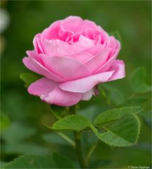 Baron Adolf dee Rothschild Rose