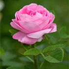 Baron Adolf dee Rothschild Rose