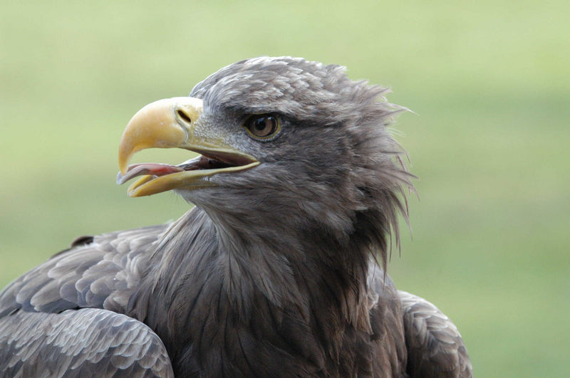 Baron Foto & Bild tiere, zoo, wildpark & falknerei, vögel Bilder auf