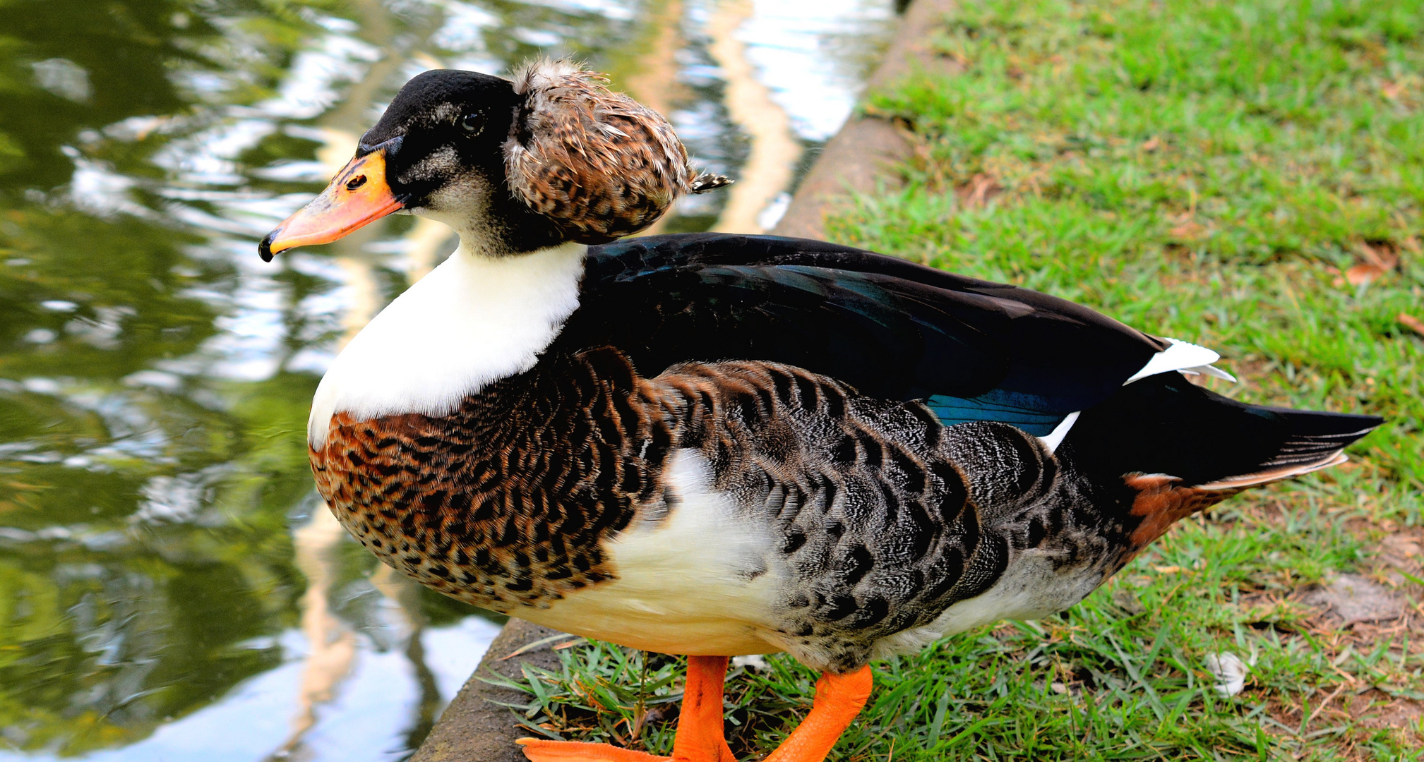 Baron van ter Duck