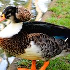 Baron van ter Duck