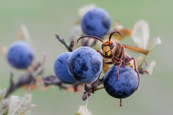 Baron von Münchhausen