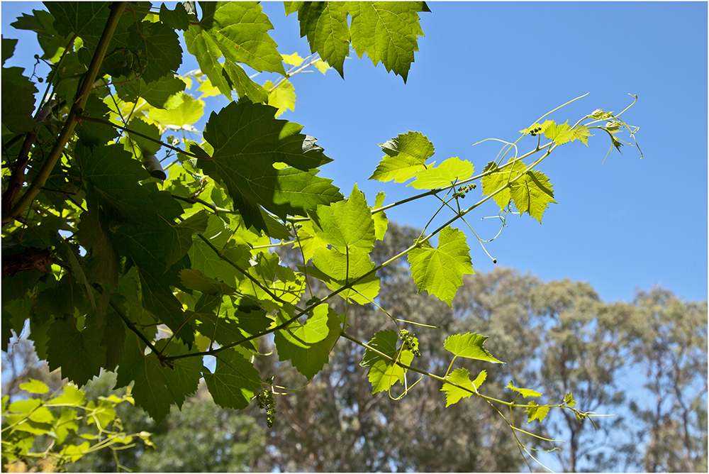 Barossa Wein