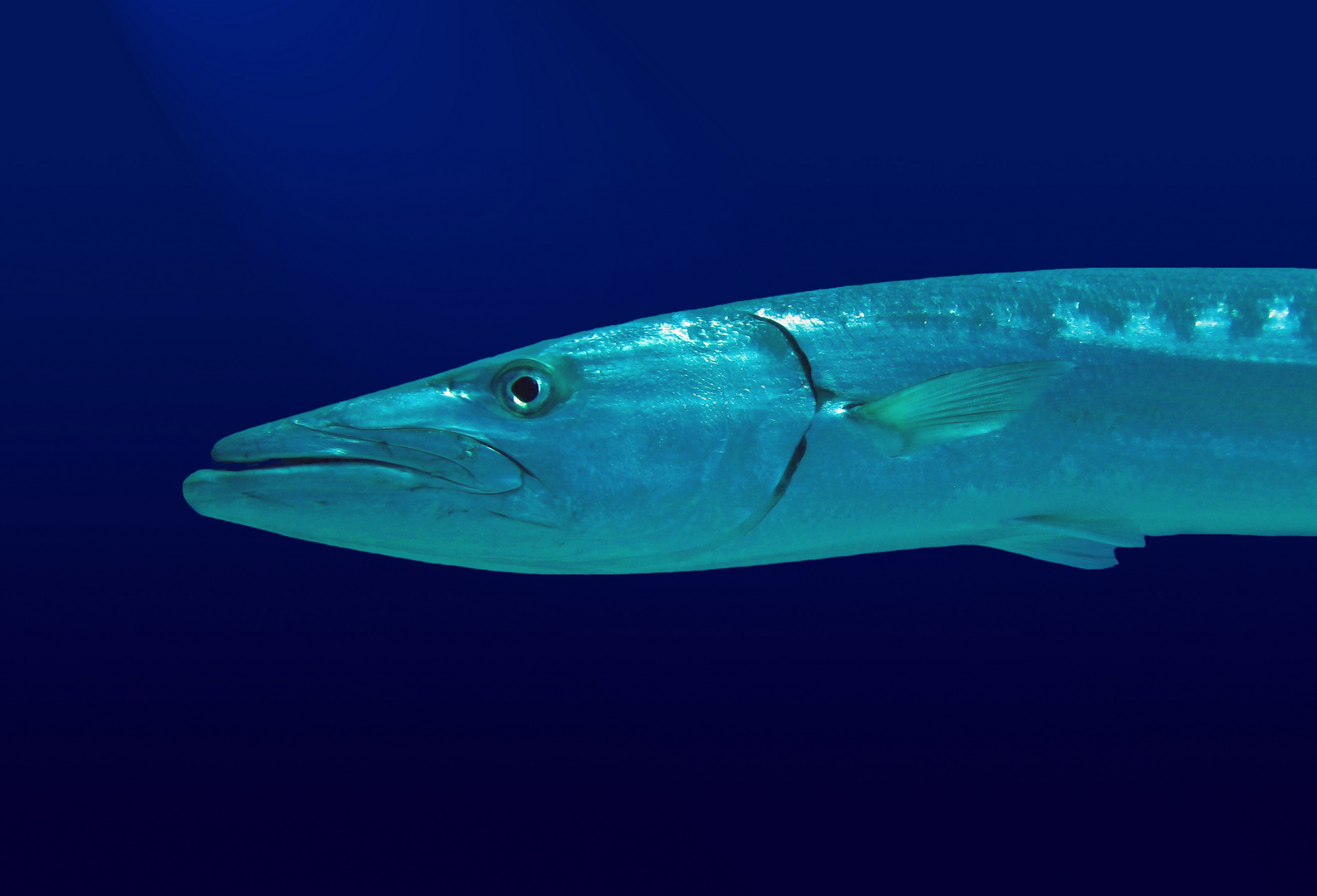 Barracuda