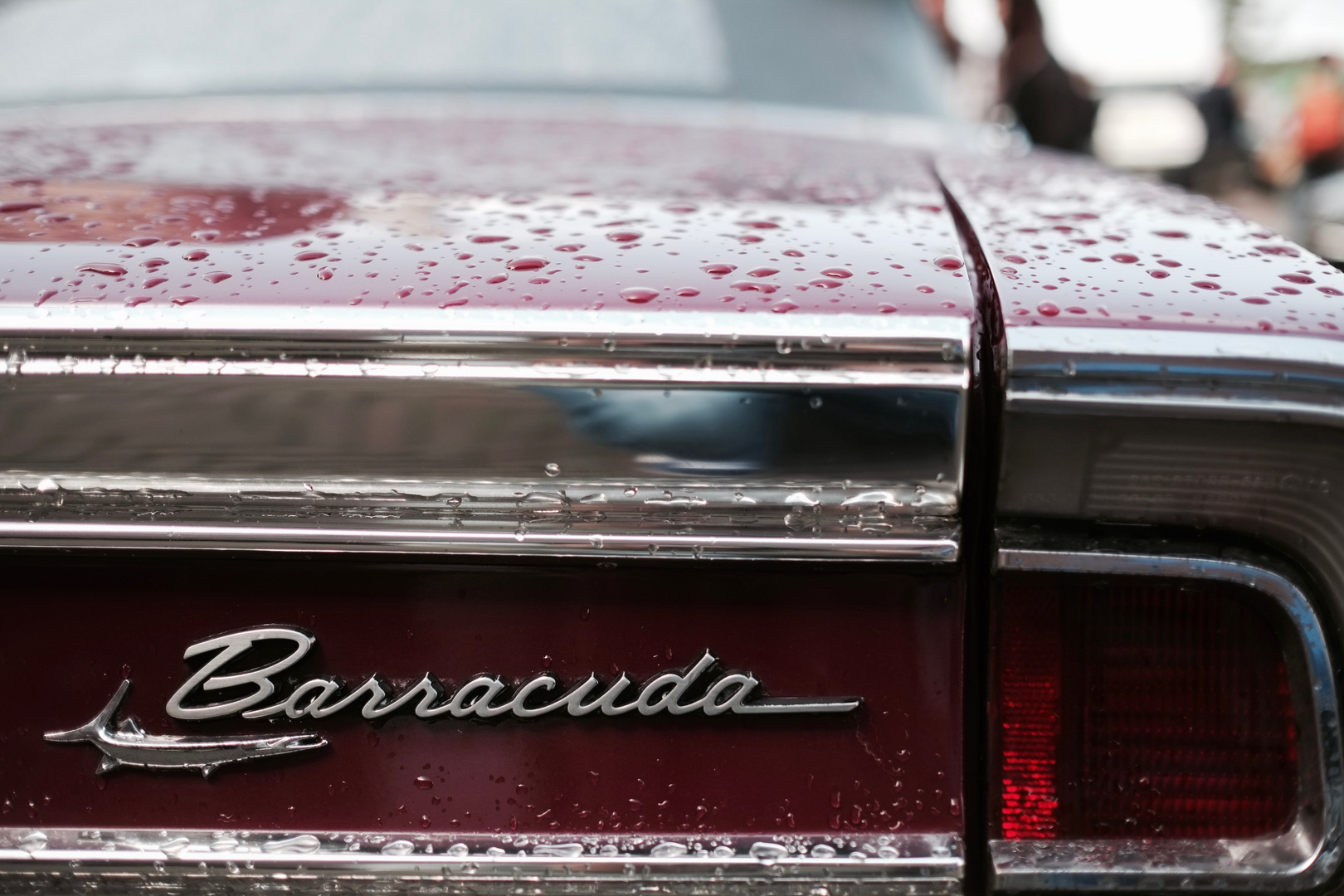 Barracuda