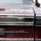 Barracuda