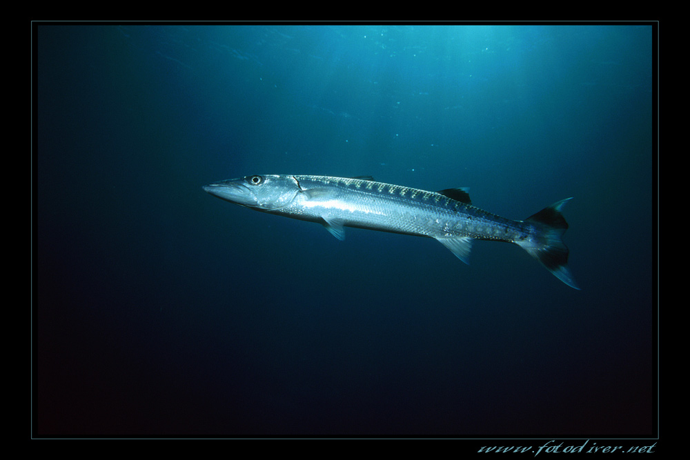 Barracuda