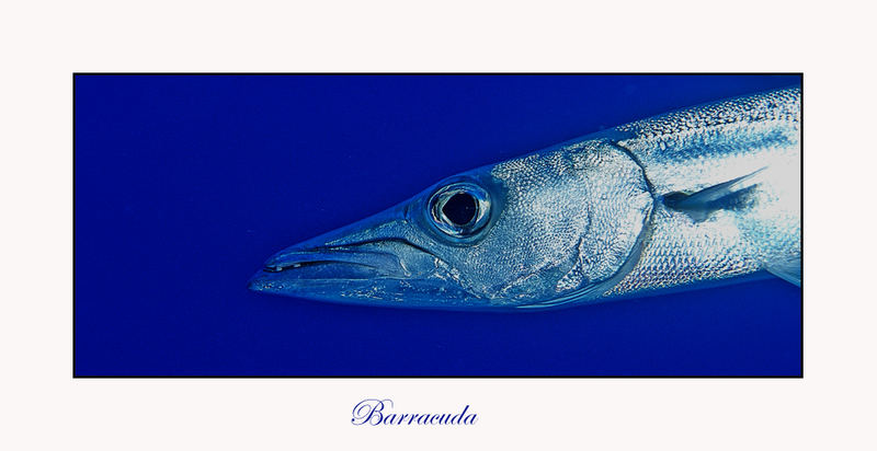 ...Barracuda..