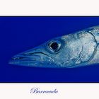 ...Barracuda..