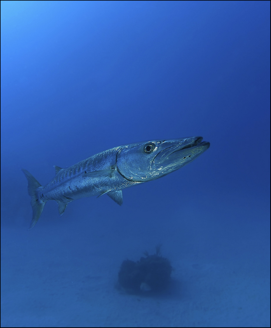 Barracuda