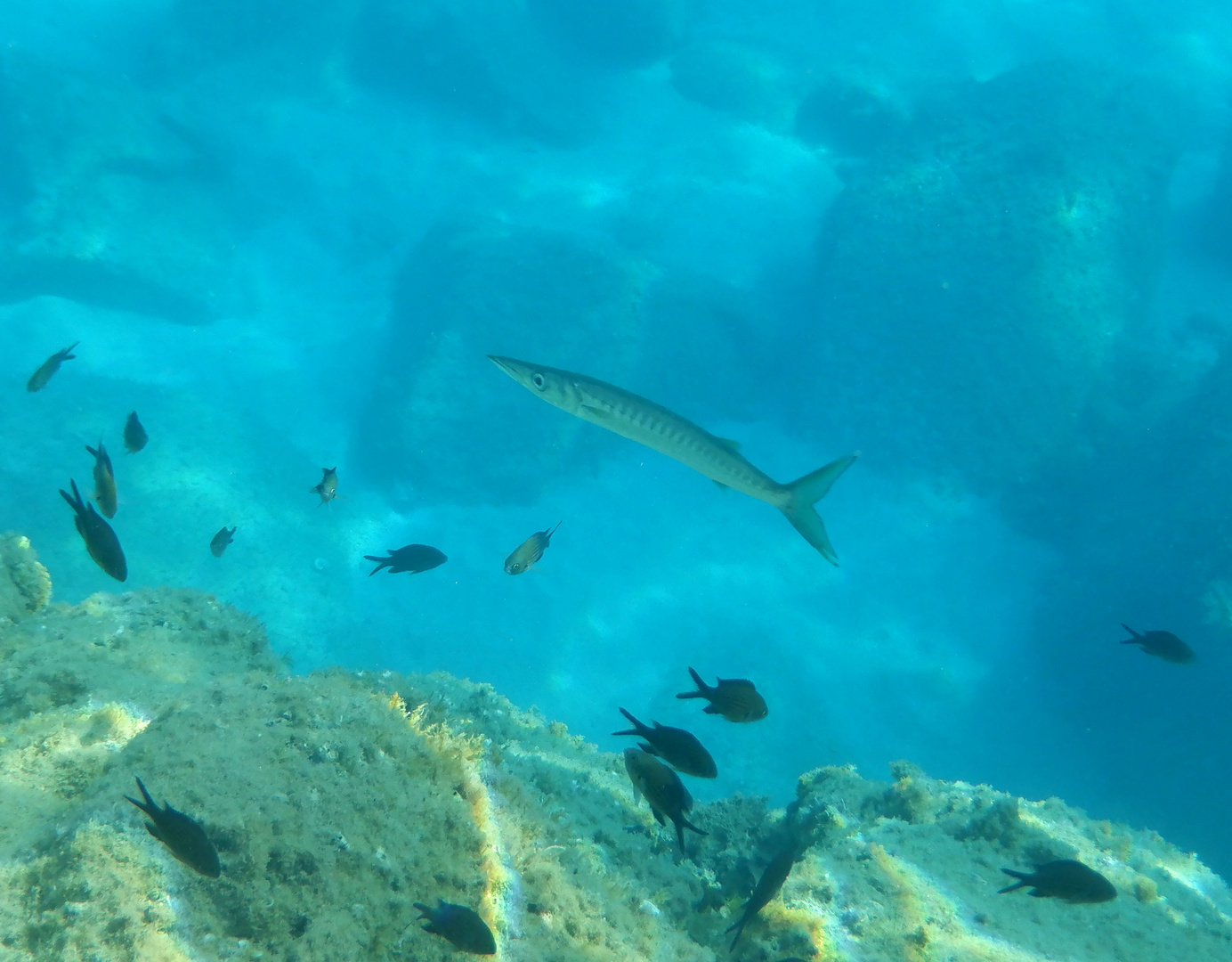 Barracuda del Mediterraneo 