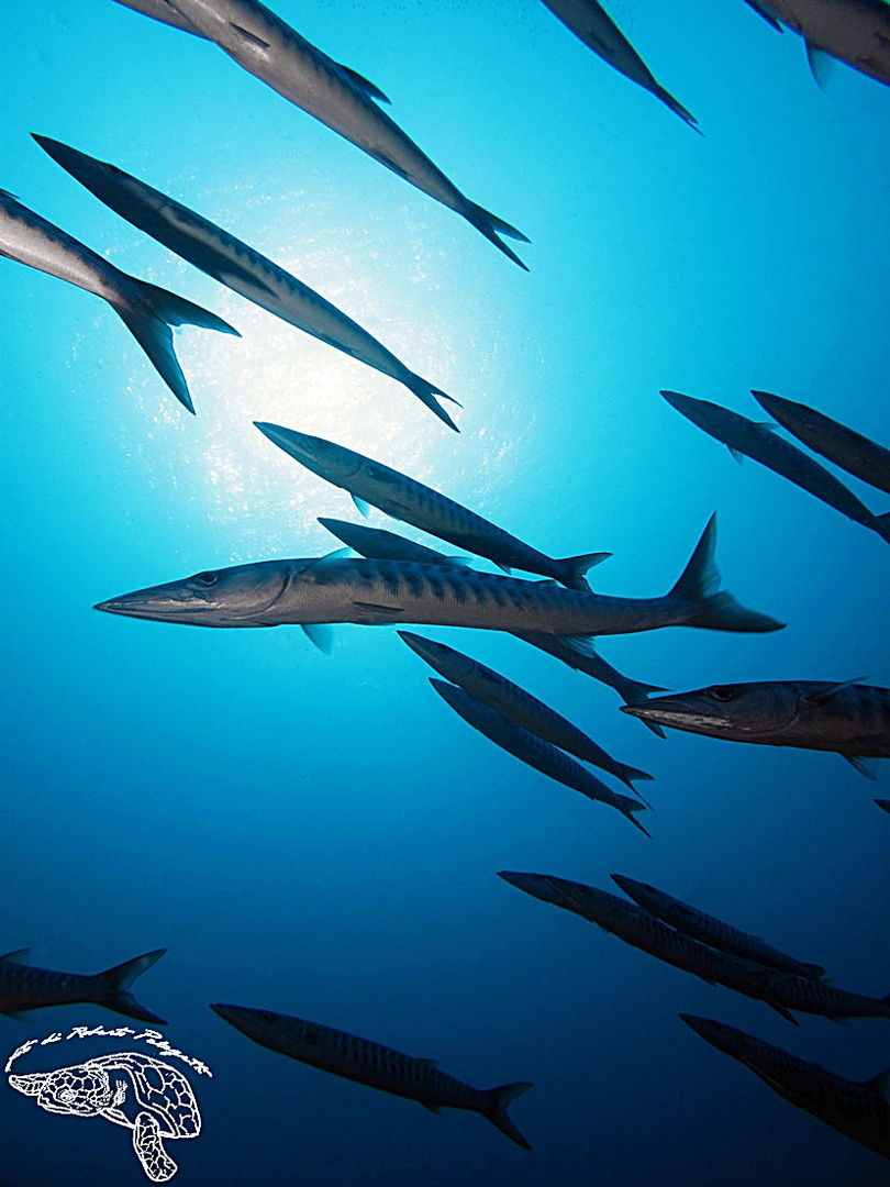 Barracuda - Maldive