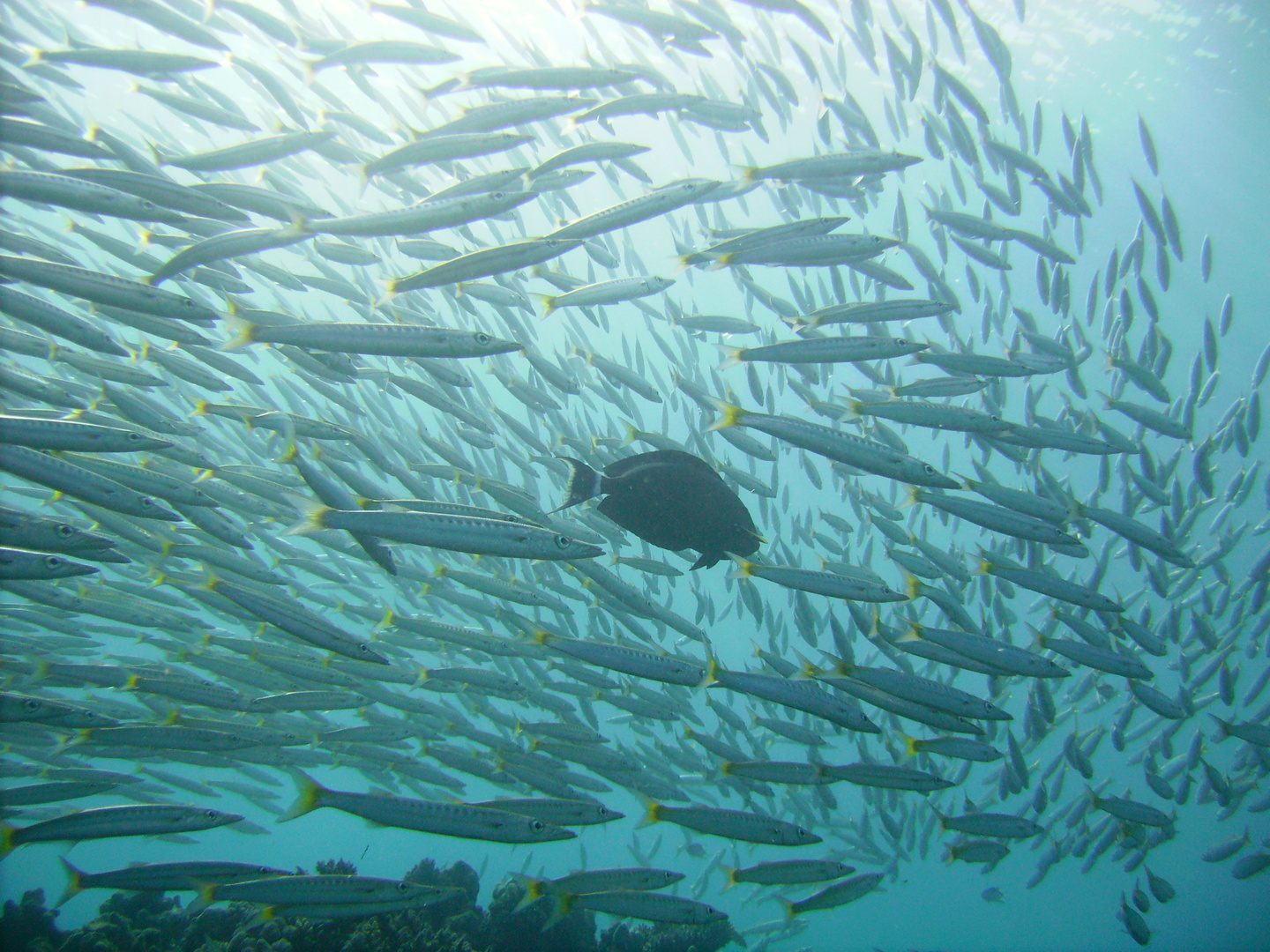 Barracuda-Schule im Roten Meer