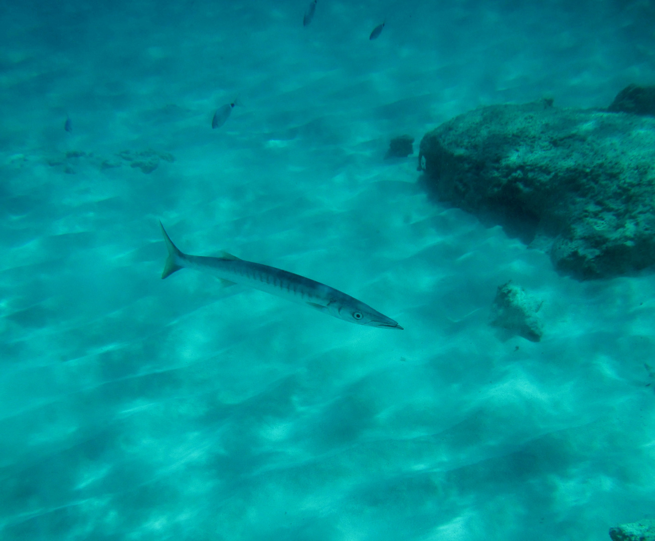 Barracuda (Sphyraena viridensis)