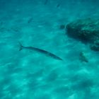 Barracuda (Sphyraena viridensis)