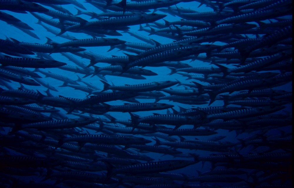 Barracudas