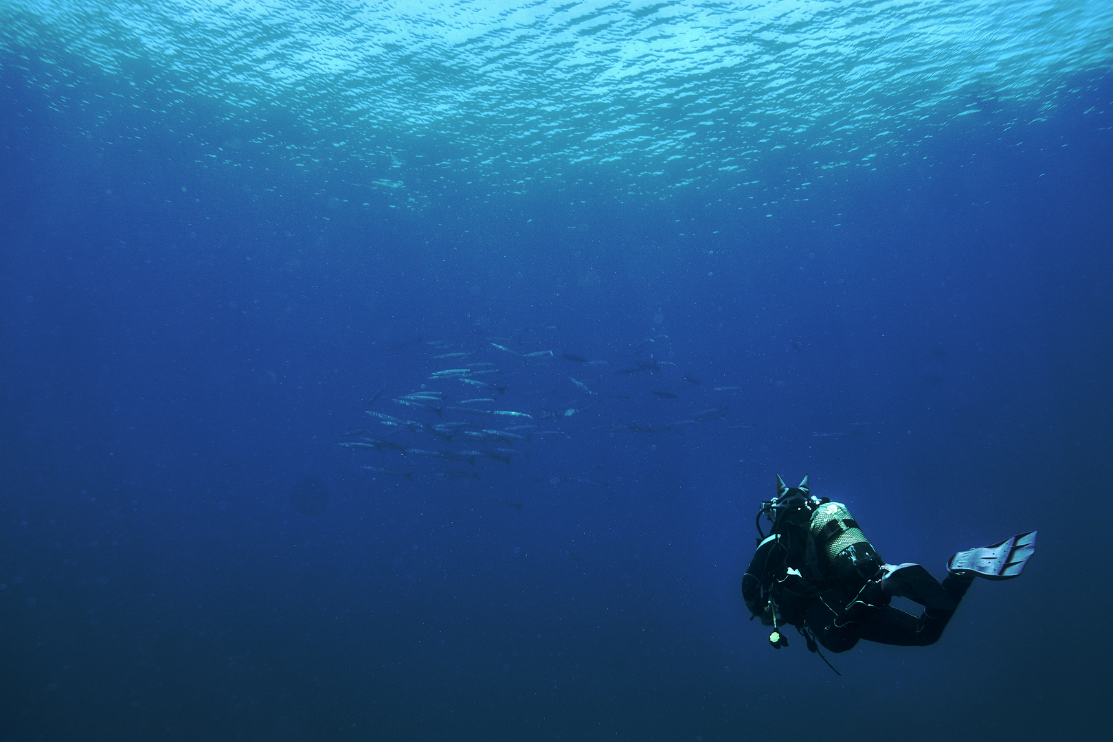 Barracudas