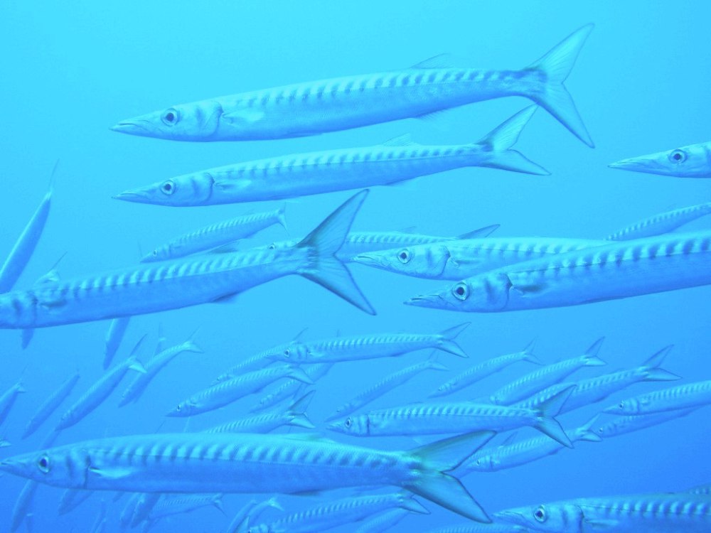 Barracudas