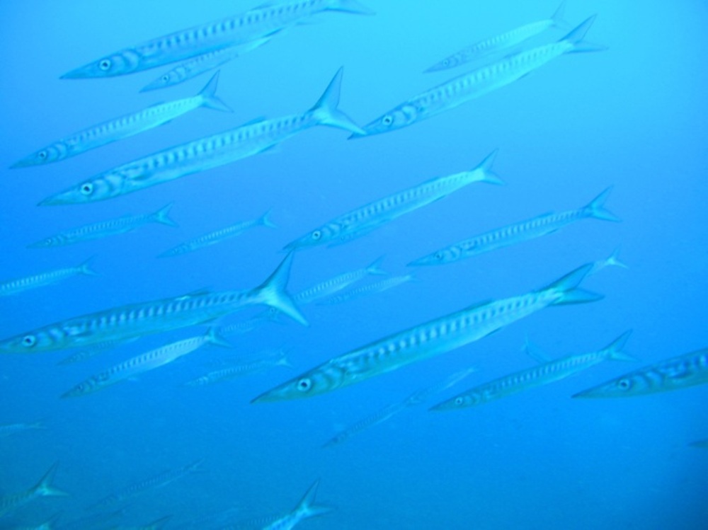 Barracudas