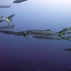 Barracudas