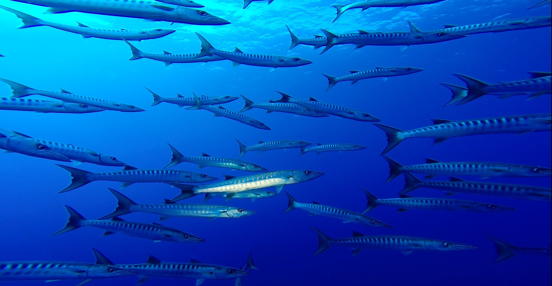 Barracudas am Elphinstone Riff, Rotes Meer