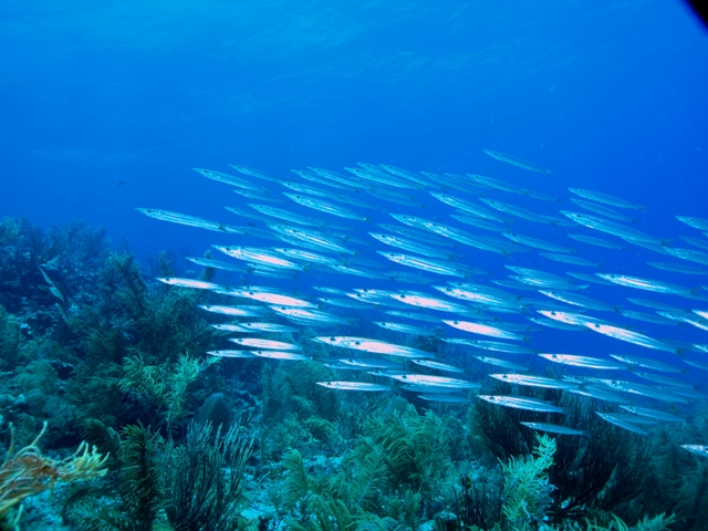 Barracudas chinas, Los Roques, Venezuela