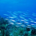 Barracudas chinas, Los Roques, Venezuela