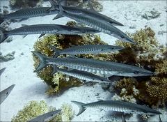 Barracudas