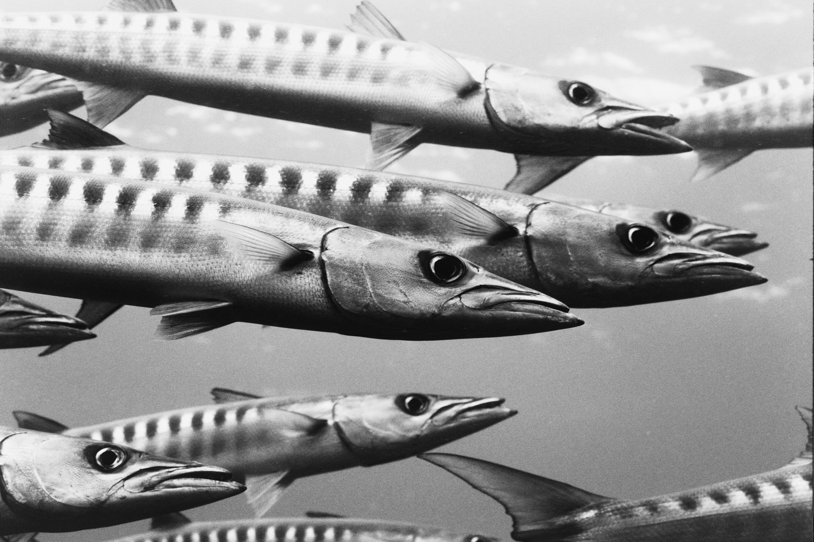 barracudas